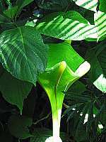 Click to see YIMG_8706.JPG