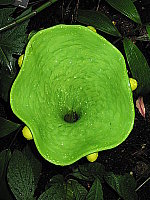 Click to see YIMG_8710.JPG