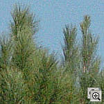 Click to see ZD2HSILO01600crop1.jpg