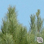 Click to see ZD2HSILO0200crop1.jpg