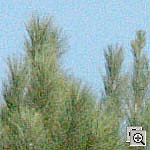 Click to see ZD2HSILO03200crop1.jpg