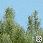 Click to see ZD2HSILO0400crop1.jpg