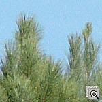 Click to see ZD2HSILO0800crop1.jpg