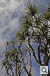 Click to see Y_DSC6776.JPG