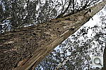 Click to see Y_DSC6796.JPG