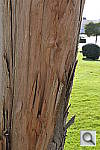 Click to see Y_DSC6820.JPG