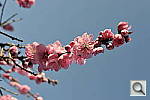 Click to see Y_DSC6821.JPG