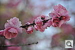 Click to see Y_DSC6824.JPG