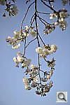 Click to see Y_DSC6830.JPG