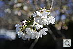 Click to see Y_DSC6835.JPG