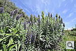Click to see Y_DSC6895.JPG