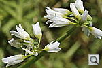 Click to see Y_DSC6951.JPG