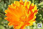 Click to see Y_DSC6952.JPG