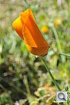 Click to see Y_DSC6954.JPG