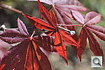 Click to see Y_DSC6955.JPG