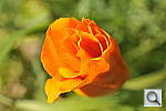 Click to see Y_DSC6958.JPG