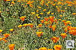 Click to see Y_DSC7137.JPG
