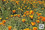 Click to see Y_DSC7138.JPG