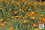 Click to see Y_DSC7139.JPG