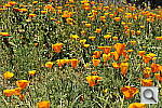 Click to see Y_DSC7140.JPG