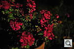 Click to see Y_DSC7152.JPG