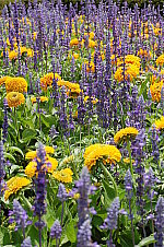 Click to see YDSC_0415.JPG