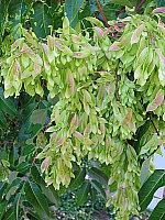 Click to see YP1010003.JPG