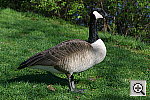 Click to see ZZ3GOOSE1.JPG