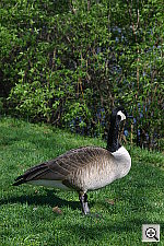 Click to see ZZ3GOOSE2.JPG