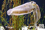 Click to see ZZ4CUTTLEFISH.JPG