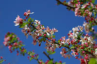 Click to see ZZ3BUDS1.JPG