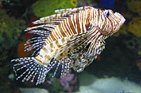 Click to see ZZ4BADGUY.JPG