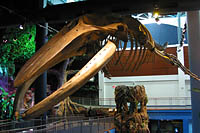 Click to see ZZ4BONES.JPG