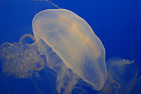 Click to see ZZ4JELLY1.JPG