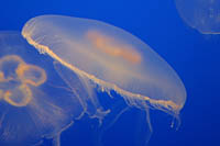 Click to see ZZ4JELLY2.JPG