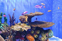 Click to see ZZ4TANK1.JPG