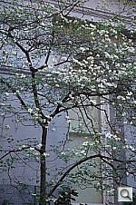 Click to see YDSC_1957.jpg