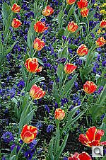 Click to see YDSC_1960.jpg