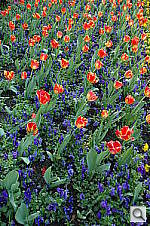 Click to see YDSC_1962.jpg