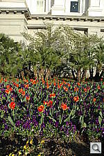 Click to see YDSC_1965.jpg