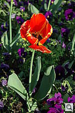 Click to see YDSC_1966.jpg