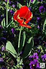 Click to see YDSC_1967.jpg