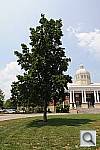 Click to see YDSC_1163.JPG