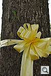 Click to see YDSC_1216.JPG