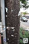 Click to see YDSC_3947.JPG