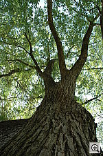 Click to see YDSC_0034_ISO400.JPG