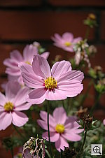 Click to see YDSC_0085.JPG