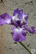 Click to see YDSC_0115.JPG