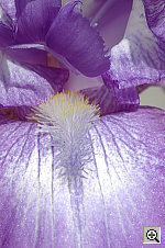 Click to see YDSC_0121.JPG