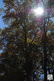 Click to see YbloomD80_2132.JPG